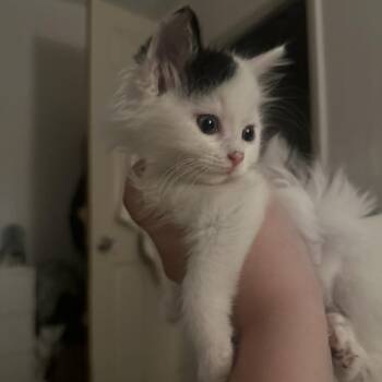 Daisy -  Domestic Short Hair Cat for Adoption in Aspinwall, Pennsylvania - Daisy | PetCurious
