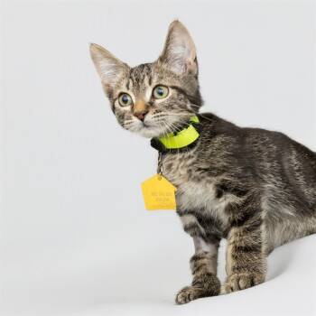 Rescue Domestic Short Hair Cats for Adoption in St. Louis, Missouri - BALOO | PetCurious