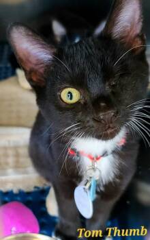 Domestic Short Hair Cats Available for Adoption in Rome, Georgia - Tom Thumb - Polk Litter 2 | PetCurious