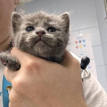 Annwyn -  Domestic Short Hair Cat for Adoption in Indianapolis, Indiana - Annwyn | PetCurious
