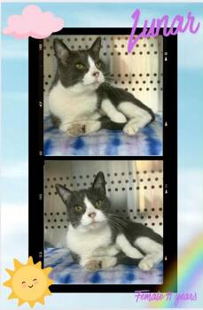 Rescue Domestic Medium Hair Cats for Adoption in Blountville, Tennessee - Lunar | PetCurious