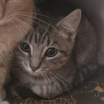 Beau -  Domestic Short Hair Cat for Adoption in Kennebunk, Maine - Beau | PetCurious