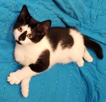 Rescue Domestic Short Hair Cats for Adoption in Capshaw, Alabama - PAIGE | PetCurious