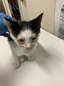 Domestic Short Hair Cats Available for Adoption in Long Beach, California - OSTRICH | PetCurious