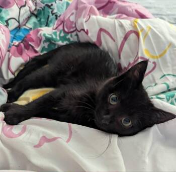 Thira -  Domestic Short Hair Cat for Adoption in New Baltimore, Michigan - Thira | PetCurious