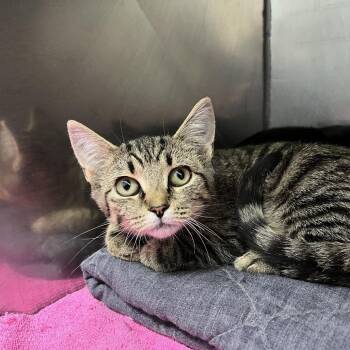 Mother Church -  Domestic Short Hair Cat for Adoption in Fredericksburg, Virginia - Mother Church | PetCurious