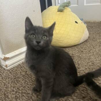 Domestic Short Hair and Russian Blue Cats Available for Adoption in San Tan Valley, Arizona - Sterling | PetCurious