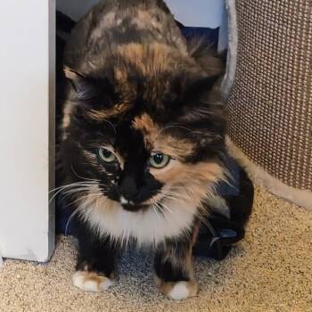 Domestic Long Hair Cats Available for Adoption - Penny | PetCurious