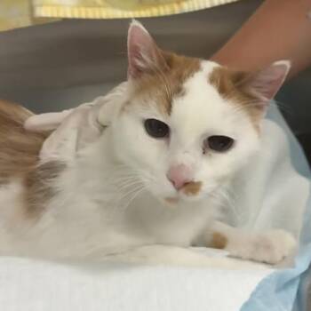 GINGER -  Domestic Medium Hair Cat for Adoption in Pensacola, Florida - GINGER | PetCurious