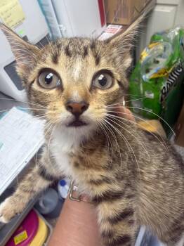 Chowder -  Domestic Short Hair Cat for Adoption in Pomona, New York - Chowder | PetCurious
