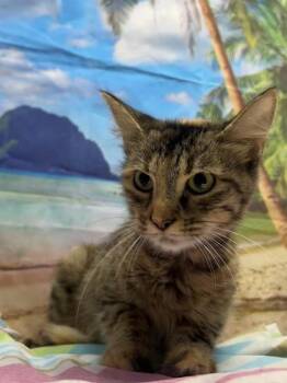 Precious -  Domestic Medium Hair and Domestic Short Hair Cat for Adoption in San Antonio, Texas - Precious | PetCurious
