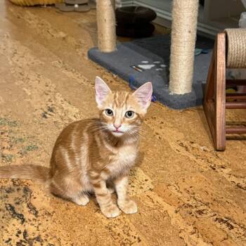 Sage & Maple BONDED -  Domestic Short Hair Cat for Adoption in Boca Raton, Florida - Sage & Maple BONDED | PetCurious