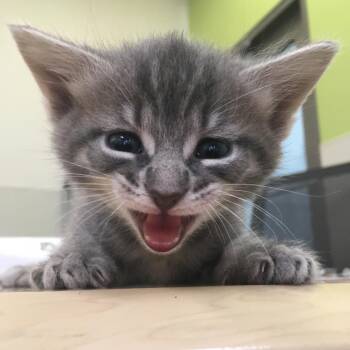 Jolteon -  Domestic Medium Hair Cat for Adoption in Lynchburg, Virginia - Jolteon | PetCurious