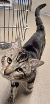 WILEY -  Domestic Short Hair Cat for Adoption in Decatur, Illinois - WILEY | PetCurious