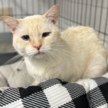 Domestic Short Hair Cats Available for Adoption - South Goose | PetCurious