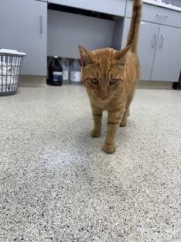 Dingo -  Domestic Short Hair Cat for Adoption in Lafayette, Indiana - Dingo | PetCurious