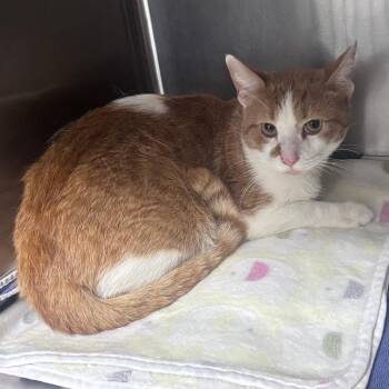 Kitty Meow -  Domestic Short Hair Cat for Adoption in Indianapolis, Indiana - Kitty Meow | PetCurious