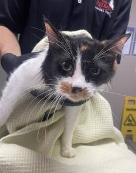 ISABELLA -  Domestic Long Hair Cat for Adoption in Redlands, California - ISABELLA | PetCurious