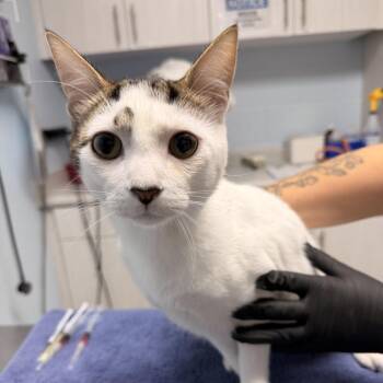 Domestic Short Hair Cats Available for Adoption - Tortellini | PetCurious