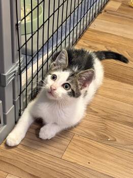 Olaf -  Domestic Short Hair Cat for Adoption in Washington Township, New Jersey - Olaf | PetCurious