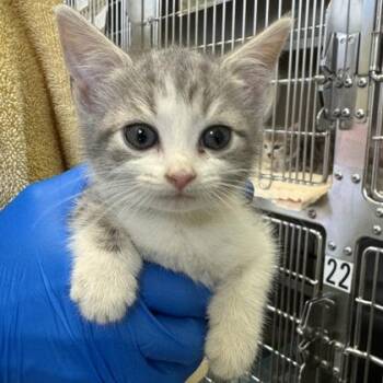 Canned Bread -  Domestic Short Hair Cat for Adoption in Richmond, Virginia - Canned Bread | PetCurious