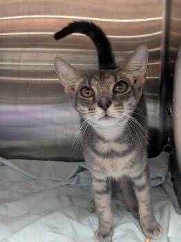 Jori -  Domestic Short Hair Cat for Adoption in Springfield, Tennessee - Jori | PetCurious