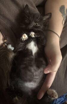 Big Ed -  Domestic Short Hair Cat for Adoption in Topeka, Kansas - Big Ed | PetCurious