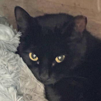 Rescue Domestic Short Hair Cats for Adoption in Cumming, Georgia - Samson | PetCurious