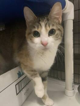 Domestic Short Hair Cats Available for Adoption - Dorothy | PetCurious