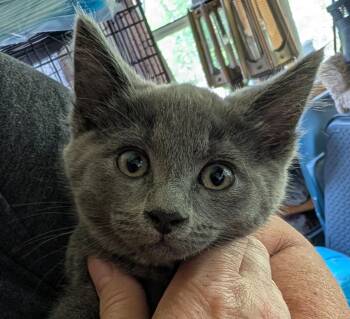 Bear (Bonded with Koda) -  Russian Blue Cat for Adoption in Ypsilanti, Michigan - Bear (Bonded With Koda) | PetCurious
