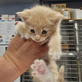 Donnie -  Domestic Short Hair Cat Available for Adoption in Martinsville, Virginia - Donnie | PetCurious