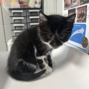 Domestic Short Hair Cats Available for Adoption in West Olive, Michigan - Dusty | PetCurious