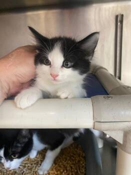 Domestic Short Hair Cats Available for Adoption in Hopkinsville, Kentucky - Wednesday | PetCurious