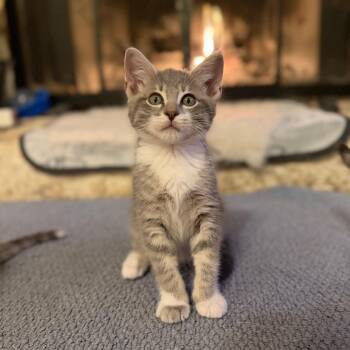 Camden -  Domestic Short Hair Cat for Adoption in Austin, Texas - Camden | PetCurious