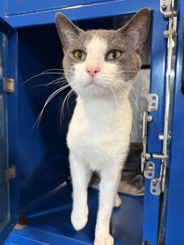 CHARLIE -  Domestic Short Hair Cat for Adoption in Westminster, Maryland - CHARLIE | PetCurious