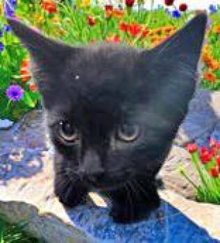 Rescue Domestic Short Hair Cats for Adoption in Portsmouth, Ohio - Andrew | PetCurious