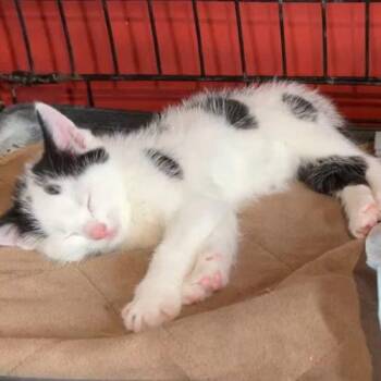 TexMex -  Domestic Short Hair Cat for Adoption in Toronto, Ontario - TexMex | PetCurious