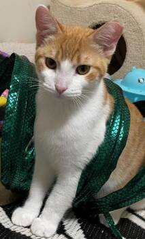 Domestic Short Hair and Tabby Cats Available for Adoption in Sunnyvale, California - Obi | PetCurious