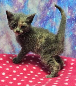 Domestic Short Hair Cats Available for Adoption in Washington Court House, Ohio - Squeak | PetCurious