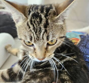 Rescue Domestic Short Hair Cats for Adoption in Greenfield, Indiana - Marjorie | PetCurious