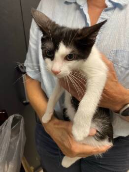 Rescue Domestic Short Hair Cats for Adoption in Walnutport, Pennsylvania - Popsicle | PetCurious