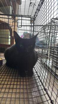 Domestic Short Hair Cats Available for Adoption in New Braunfels, Texas - Davila Feral 6 | PetCurious