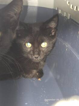 Rescue Domestic Short Hair Cats for Adoption in Casper, Wyoming - SENECA | PetCurious