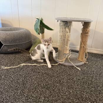 Domestic Short Hair Cats Available for Adoption in Roseville, Minnesota - Arcadia | PetCurious