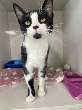 Domestic Short Hair Cats Available for Adoption - Poppy | PetCurious
