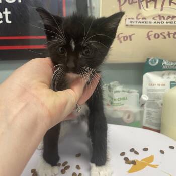Mario (gck_1) -  Domestic Short Hair Cat for Adoption in Edwardsville, Illinois - Mario (gck_1) | PetCurious