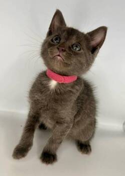 Magenta -  Domestic Short Hair Cat for Adoption in Milton, Delaware - Magenta | PetCurious