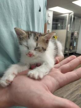 GUSTAV -  Domestic Short Hair Cat for Adoption in Conway, Arkansas - GUSTAV | PetCurious