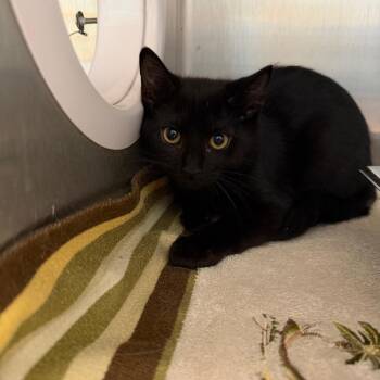 Domestic Short Hair Cats Available for Adoption in Englewood, Florida - Truffles | PetCurious