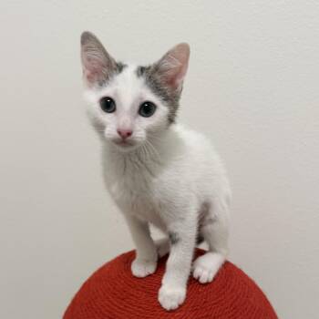 Peach -  Domestic Short Hair Cat Available for Adoption in Maple Valley, Washington - Peach | PetCurious
